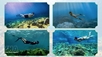 Lam Dong diversifies coastal tourism with adventure, island-linked experiences